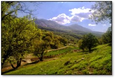 چنگل و بیشه طبیعی